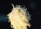 Western Pasque Flower Seed Head